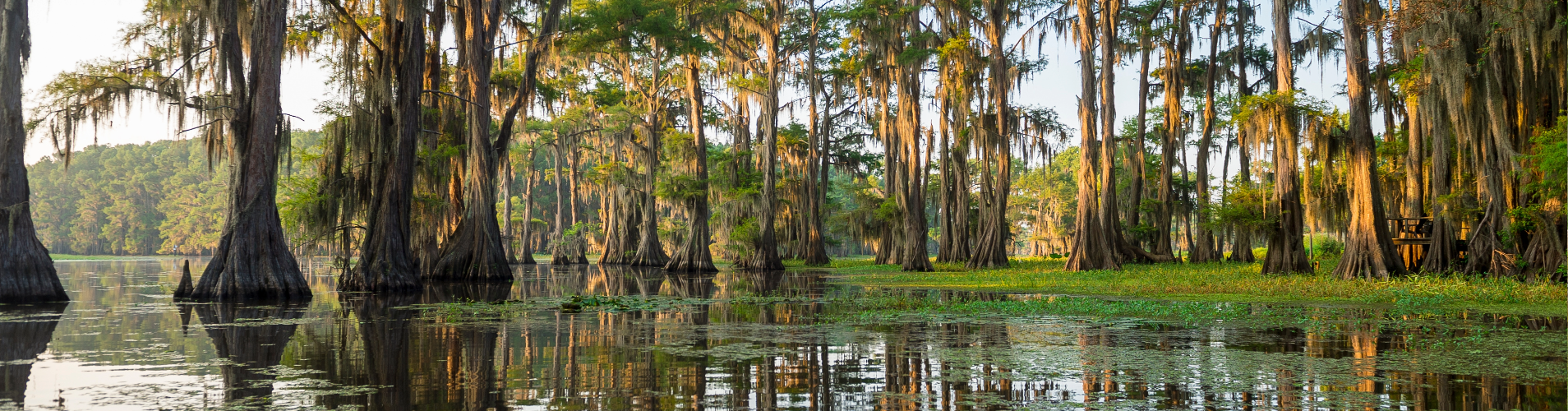 Cypress trees in the water.